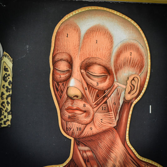 Vallardi Milano «Muscles and Skeleton» education poster