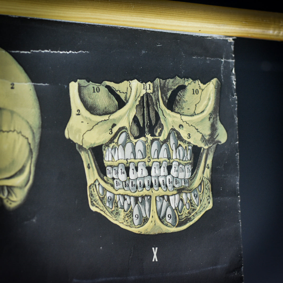 Vallardi Milano «Muscles and Skeleton» education poster