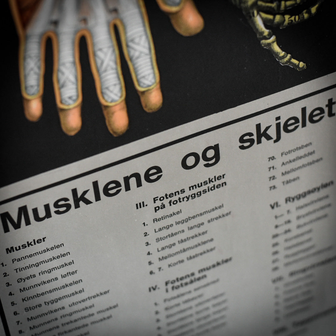 Vallardi Milano «Muscles and Skeleton» education poster