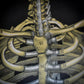 Vallardi Milano  «Muscles and Skeleton» education poster