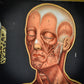 Vallardi Milano  «Muscles and Skeleton» education poster