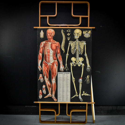 Vallardi Milano «Muscles and Skeleton» education poster