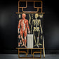 Vallardi Milano  «Muscles and Skeleton» education poster